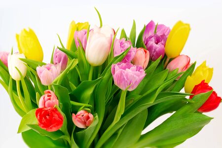 bouquet of white tulips flowers mothers day celebration birthdayの写真素材