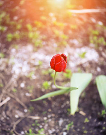 tulip in the garden head softly blurred selective focus toned photo spring flowerの写真素材
