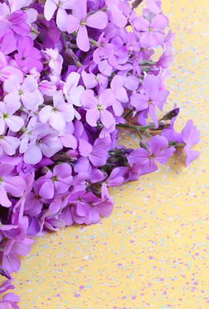 violet flowers night selective soft focus