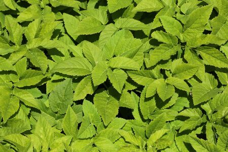 background nettle bushes