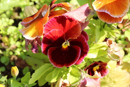 Garden flowers pansiesの写真素材