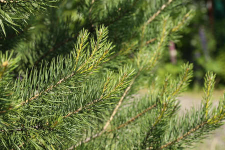 Branches of fir tree new year christmas