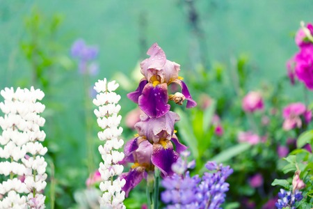 iris flower garden summer spring