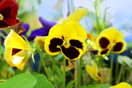 garden flowers pansiesの写真素材