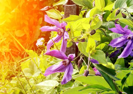 Summer flower gardenの写真素材