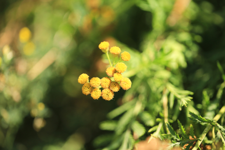 Tansy medicinal herb garden