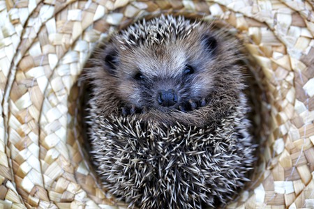 hedgehog in a straw hat autumnの写真素材