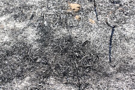 Land after a fire burnt