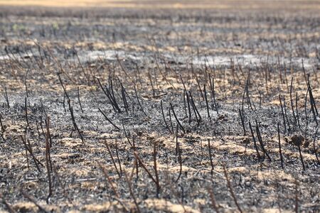 Land after a fire burntの写真素材