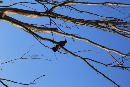 silhouette ravens on the old dried up tree twilight halloweenの写真素材