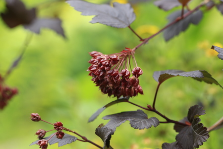 abstract autumn background branch plant