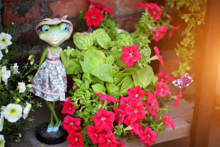 Decoration garden petunia flowers summerの写真素材