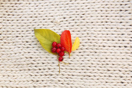 autumn leaves red currants on knit backgroundの写真素材