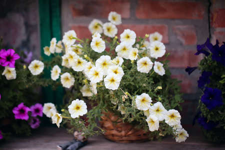 Decoration garden petunia flowers summerの写真素材