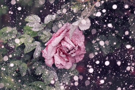 Snowfall rose in the winter snow christmas new year soft selective focusの写真素材