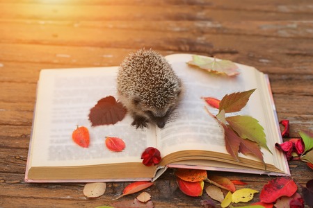 Hedgehog open book autumn leaves wooden backgroundの写真素材