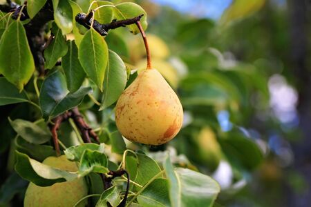 pear on a tree in the garden organic farm products Summer Autumn