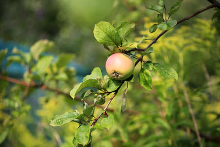 apple on a tree in the garden organic farm products Summer Autumnの写真素材