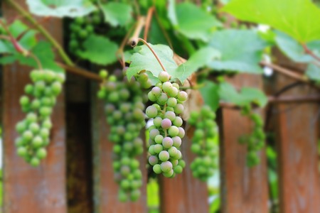 grapes on a wooden fence rustic style. Selective focusの写真素材