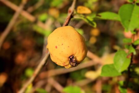 Japanese quince in a garden autumn fruit vitamins  chaenomeles japonicaの写真素材