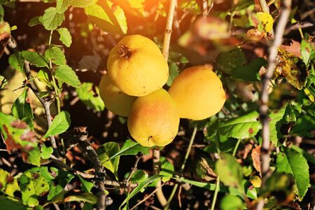Japanese quince in a garden autumn fruit vitamins  chaenomeles japonicaの写真素材