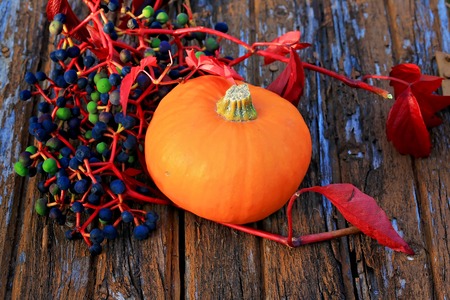 pumpkin wild grapes autumn background rustic wooden background sunset evening old retroの写真素材
