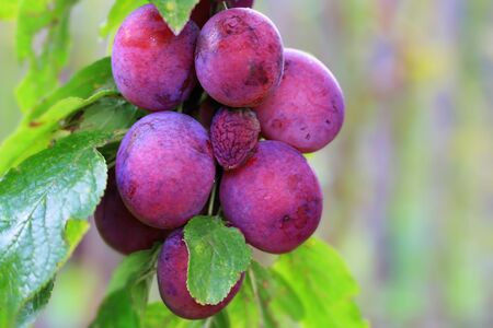 branch of ripe plums on the tree rustic styleの写真素材