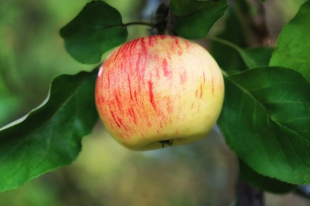 apple in the garden summer autumnの写真素材