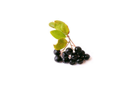 black chokeberry isolated on a white backgroundの写真素材