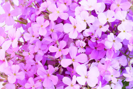 Night flowers violet spring gentle background