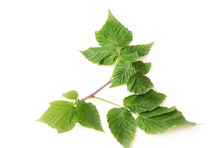 raspberry leaves isolated on white background