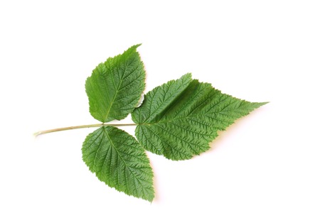raspberry leaves isolated on white backgroundの写真素材