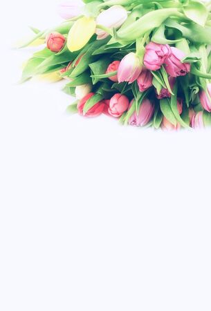 spring tulips white backgroundの写真素材