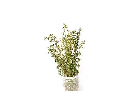 thyme isolated on white backgroundの写真素材
