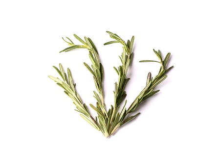 rosemary isolated on white backgroundの写真素材