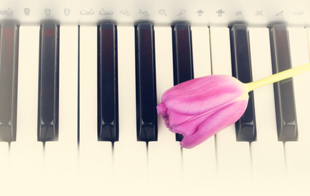 piano keys Tulip flowers gentle spring retro vintage style music backgroundの写真素材