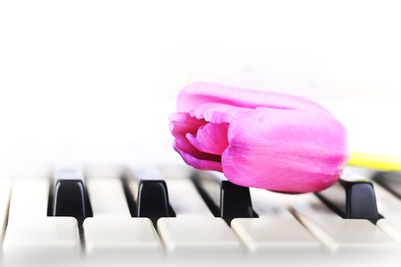 piano keys Tulip flowers gentle spring retro vintage style music backgroundの写真素材