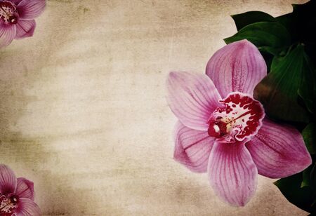 pink orchid flower vintage romantic background grunge retro shabby chicの写真素材
