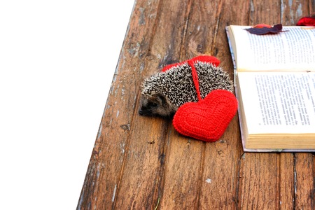 romantic autumn hedgehog knitted hearts retro wooden backgroundの写真素材