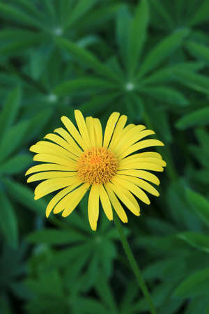 Yellow flower in the garden spring backgroundの写真素材