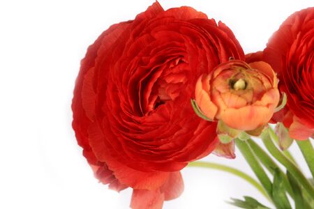 Ranunculus flowers isolated on white background