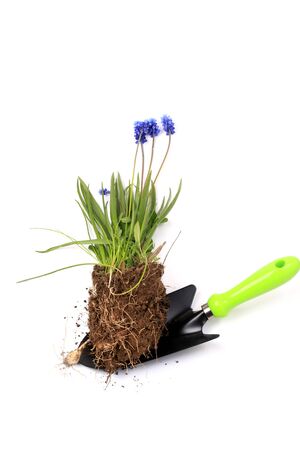 muscari on garden spade isolated on white backgroundの写真素材
