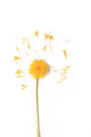 dandelion petals scattered through isolated on white background top view of a flat styleの写真素材