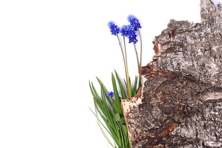 muscari bark of a tree isolated on white background Spring compositionの写真素材