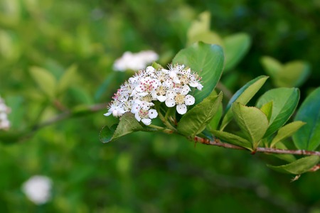 black chokeberry blooming garden spring background with soft selective focusの写真素材