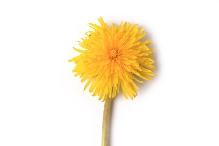 dandelion isolated on a white background top view of a flat styleの写真素材