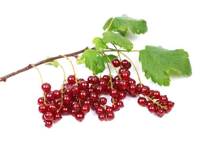 branch of ripe red currants isolated on a white background