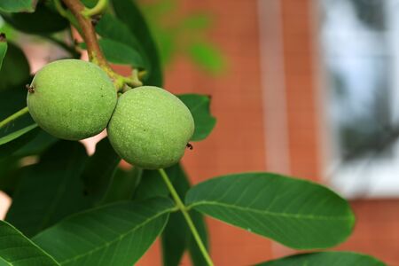 walnuts on the tree shallow depth of field Summer villageの写真素材