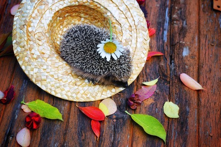 hedgehog in a straw hat on the old wooden background in grunge style with autumn leaves rural retro styleの写真素材
