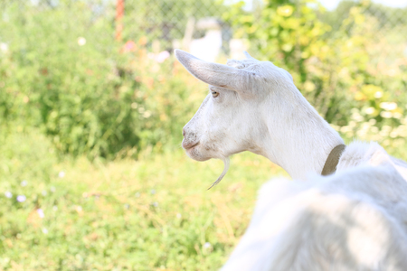 goat for a summer village yardの写真素材